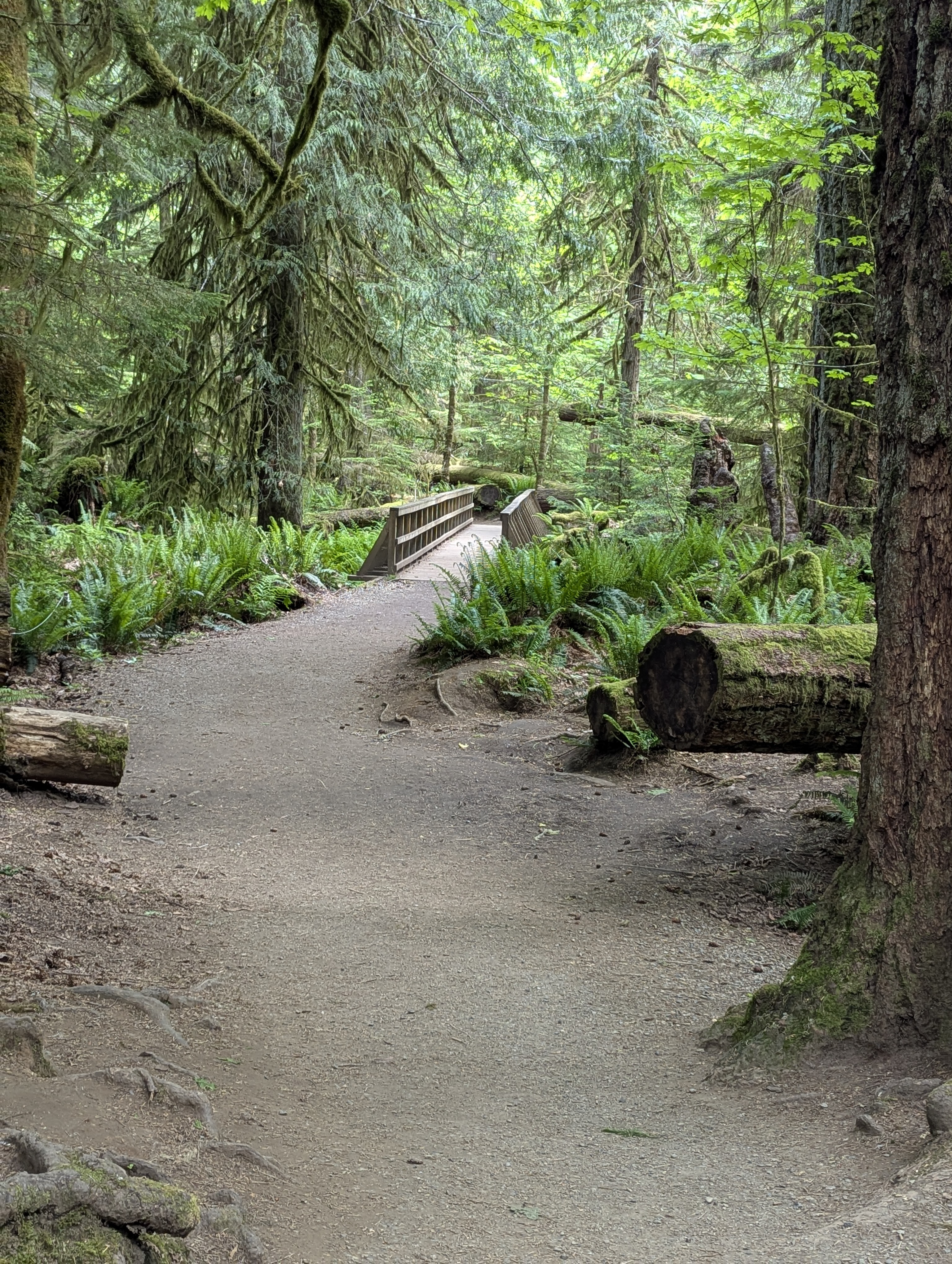 Birthday Trip to Canada, Cathedral Grove, Vancouver Island